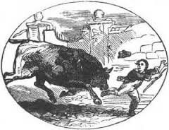 Gored Ox