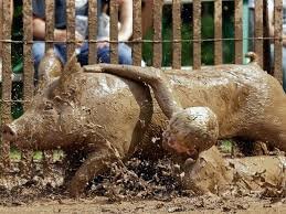 Pig Wrestling